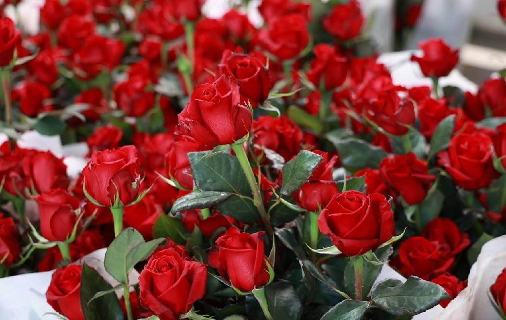 Rosas poblanas, listas para el 14 de febrero