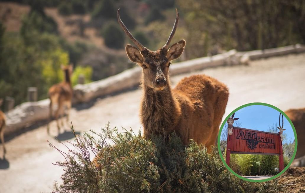 Concluye con éxito la campaña Verde Navidad, en coordinación con Africam Safari y el Gobierno de Pepe Chedraui