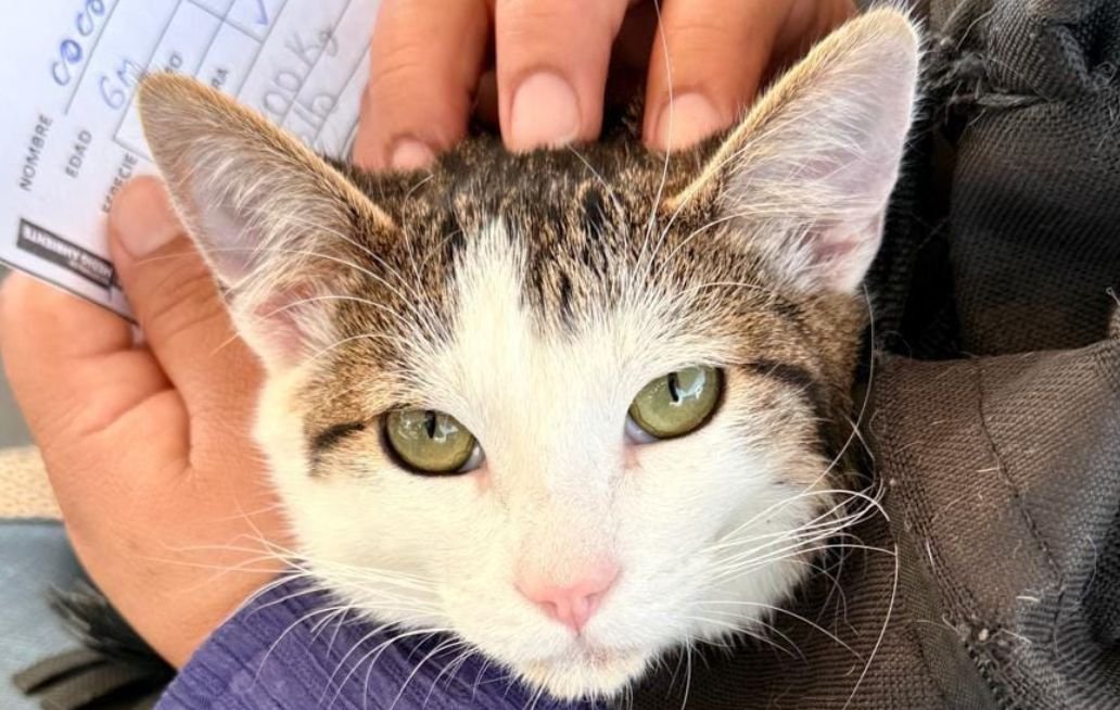 Gobierno de la Ciudad de Puebla realiza jornadas de bienestar animal en diversas colonias