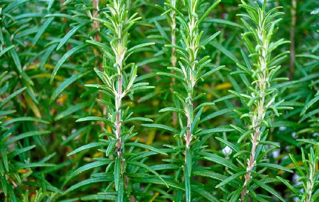 10 usos del romero que podrían mejorar tu salud