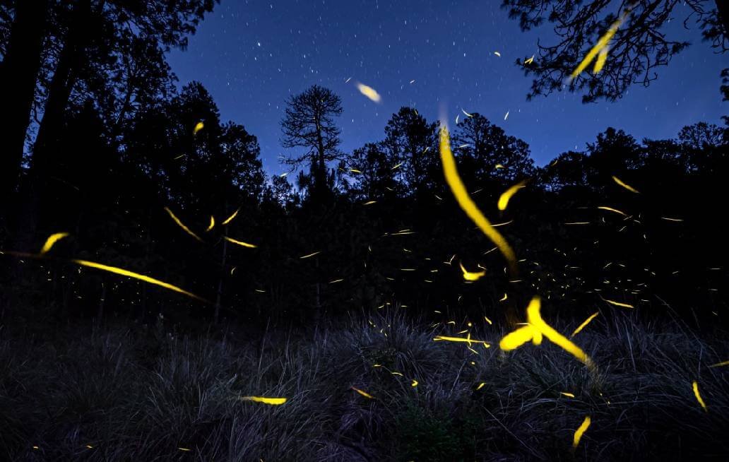 Anuncian la temporada del Avistamiento de las Luciernagas en Tochimilco Anuncian la temporada del Avistamiento de las Luciernagas