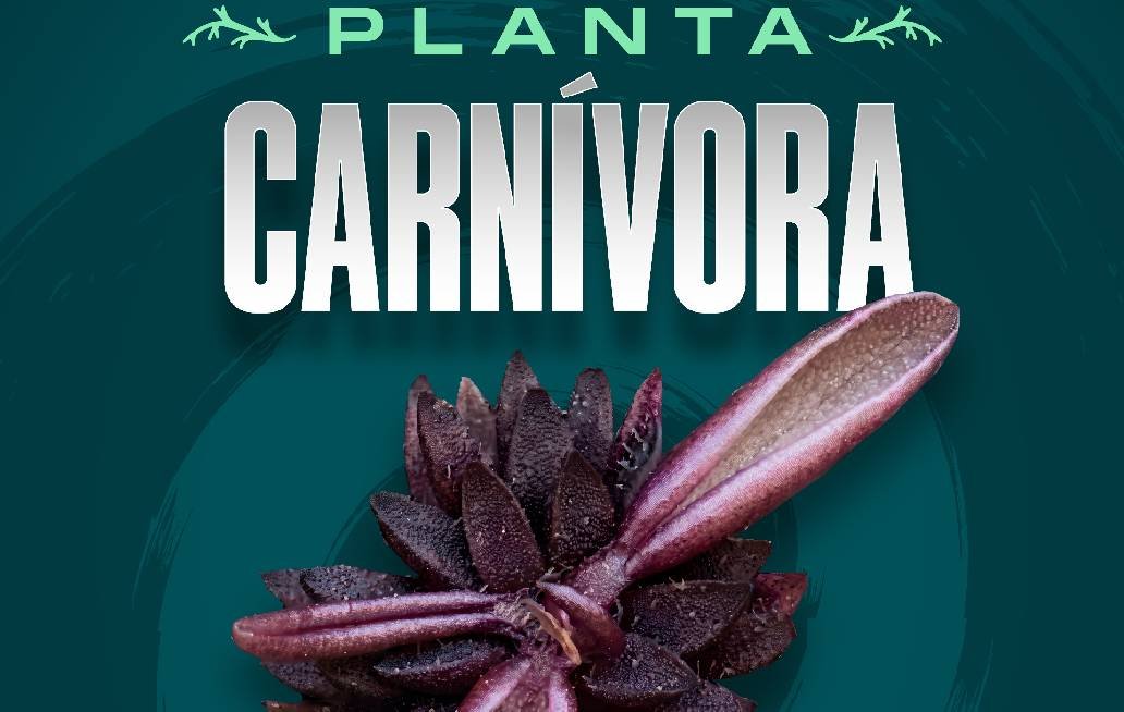 Investigadores BUAP descubren nueva especie de planta carnívora Investigadores BUAP descubren nueva especie de planta carnívora