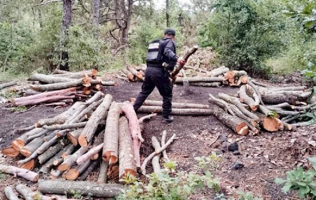 Policía Forestal de Puebla destruye 11 hornos clandestinos para deshidratar madera Policía Forestal de Puebla destruye 11 hornos clandestinos para deshidratar madera