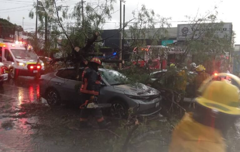 Fallece una persona en Puebla capital tras la caída de un árbol en la Recta a Cholula