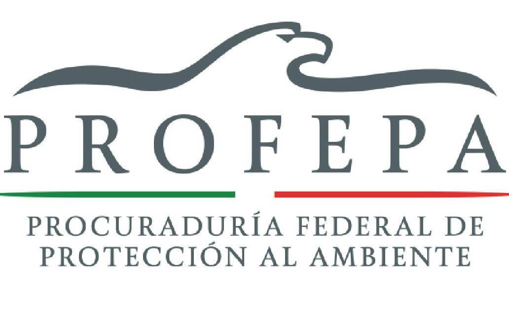 Profepa asegura animales de vida silvestre en Puebla Profepa asegura animales de vida silvestre en Puebla