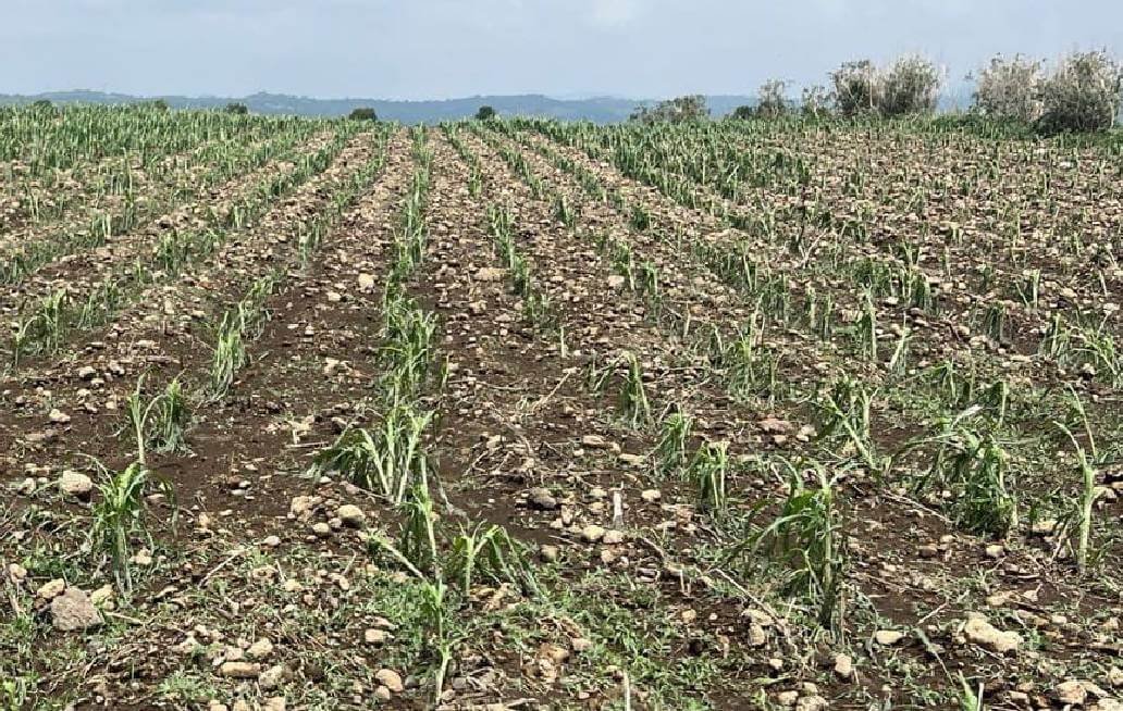 SADR atiende oportunamente afectaciones por granizada en cultivos de Atlixco SADR atiende oportunamente afectaciones