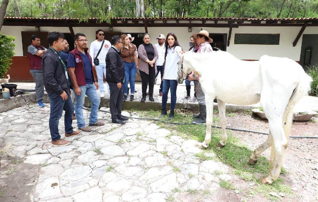 SEDIF y Fiscalía rescatan dos equinos víctimas de crueldad animal SEDIF y Fiscalía rescatan dos equinos víctimas de crueldad