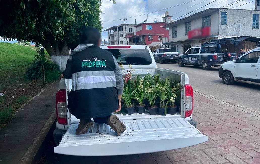 Profepa asegura 171 ejemplares de flora en Parador Turístico de Huauchinango Profepa asegura 171 ejemplares de flora en Parador Turístico