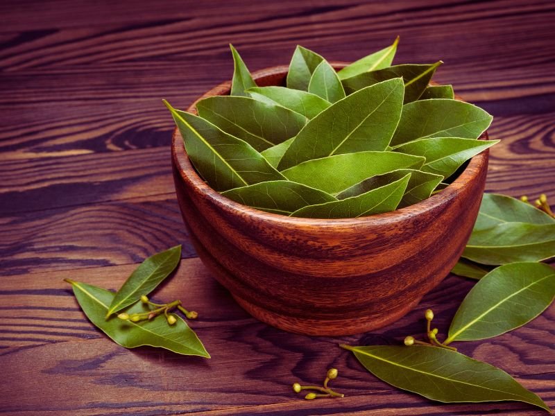 laurel