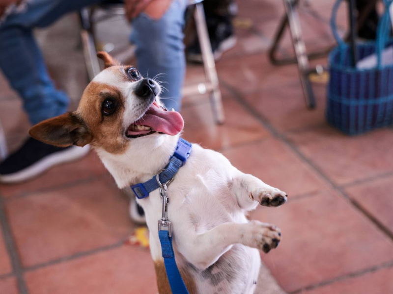 LUPITA CUAUTLE