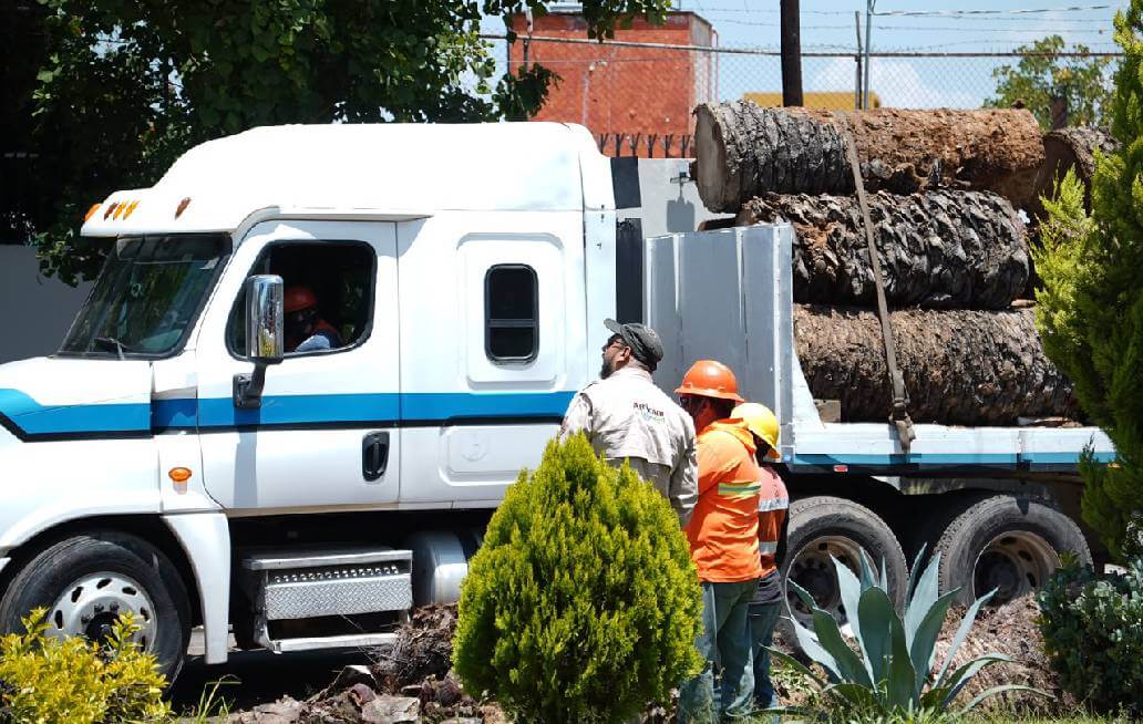 Suma Gobierno de la Ciudad de Puebla colaboración con Africam Safari para dar segundo uso a troncos de palmeras retiradas en La Paz Suma Gobierno de la Ciudad de Puebla colaboración con Africam