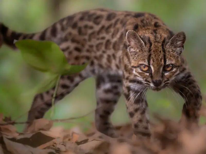 Tilcayo el nuevo felino de Bolivia