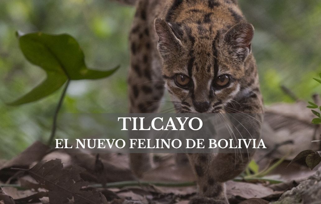 Tilcayo: el nuevo gato salvaje descubierto en Bolivia del que casi no se sabe nada Tilcayo el nuevo felino de Bolivia