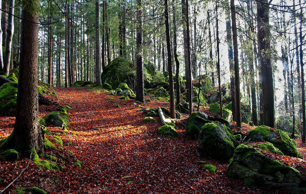 Aspira a bosque