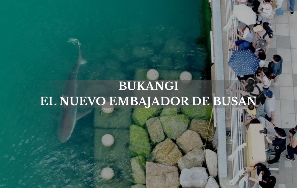 Bukangi, el tiburón que quedó atrapado en Busan y ahora es embajador de la ciudad Bukangi