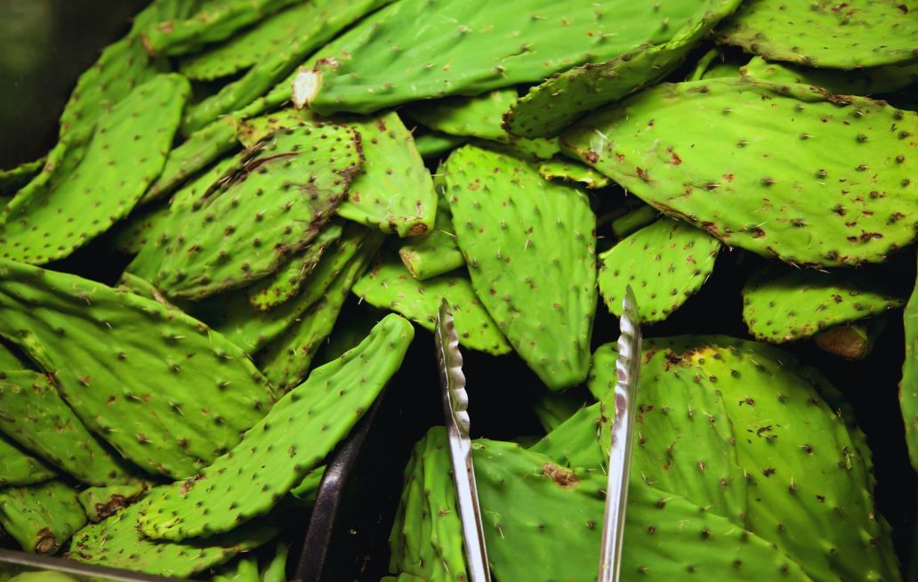 Descubre los beneficios de incluir nopales en tu dieta