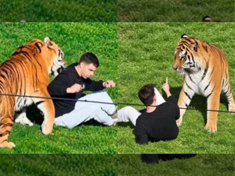 Tigre
