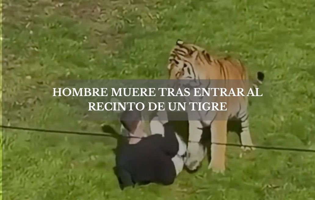 Hombre muere tras entrar al recinto de un tigre en un parque del Reino Unido Tigre