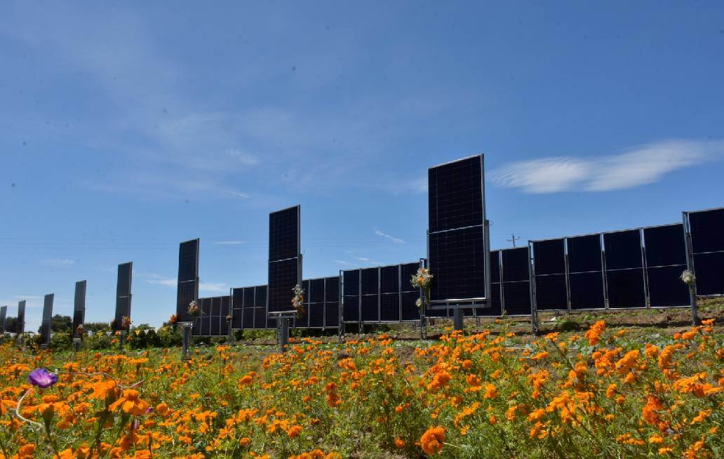 INAOE pone en operación sistema agrovoltaico vertical en Tianguismanalco INAOE pone en operación sistema agrovoltaico vertical