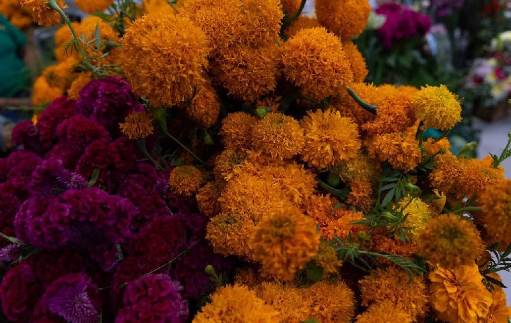 Puebla florece como principal productor de cempasúchil en México Puebla florece como principal productor de cempasúchil en México