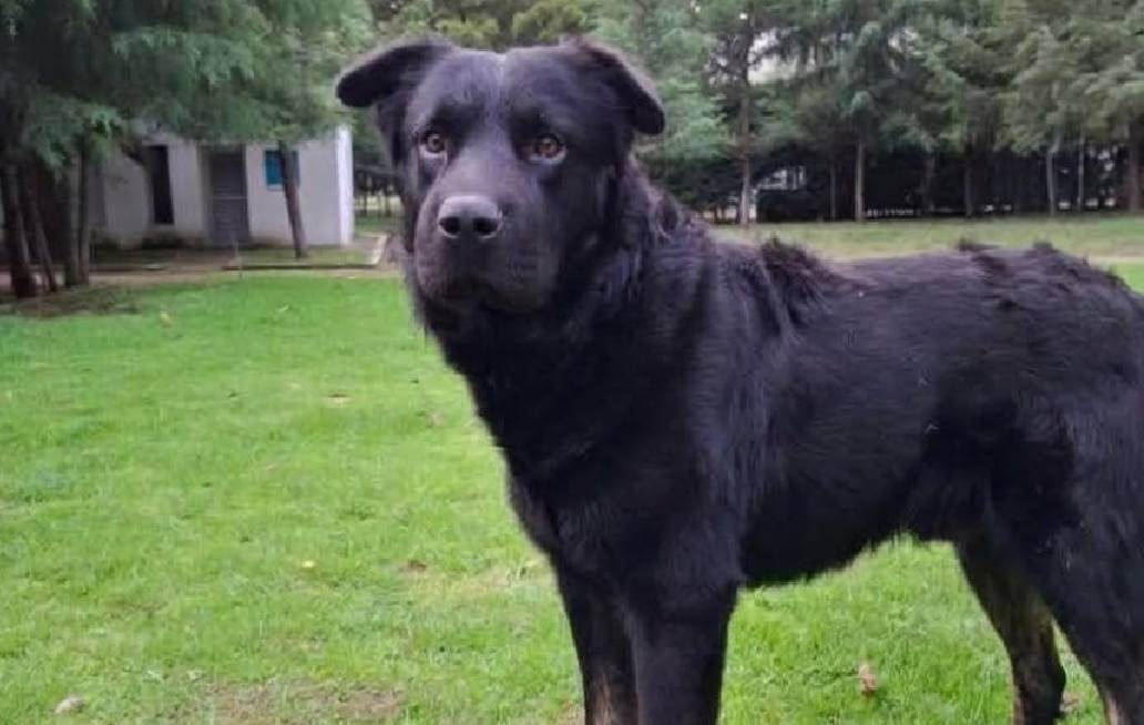 SEDIF y Fiscalía coordinan atención y justicia para canino atropellado en Atlixco SEDIF y Fiscalía coordinan atención y justicia para canino