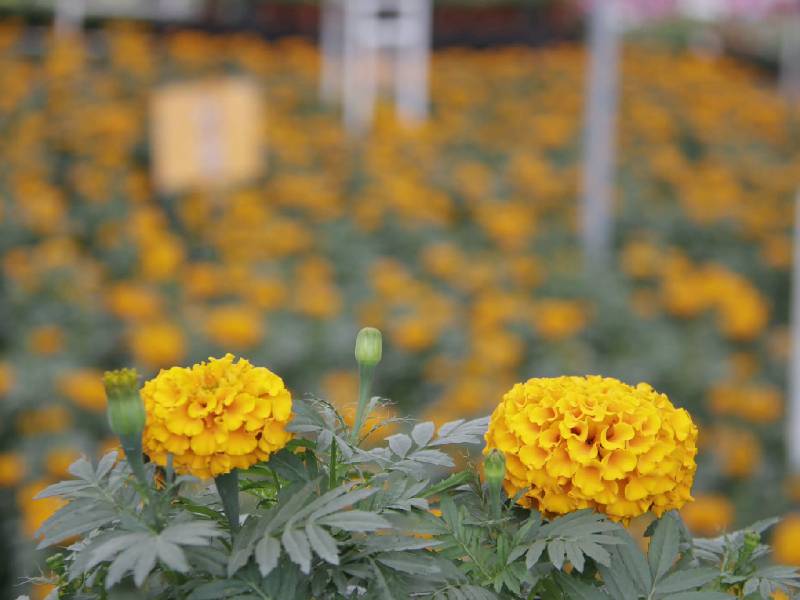 el floricultor